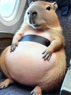 🌟