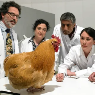 🍗
