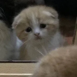 🐈‍⬛