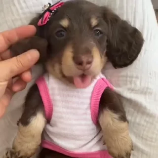 🐩