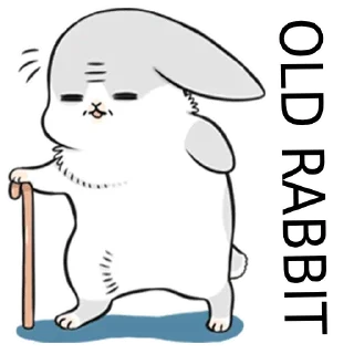 🐰