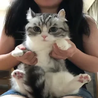 🌟