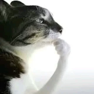 🤩