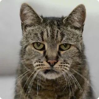 😠