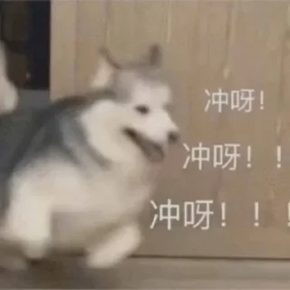 🐶