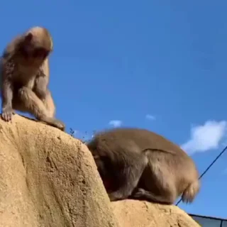 🐵