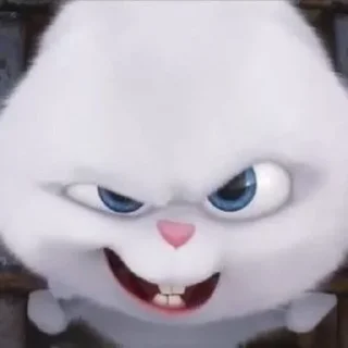 🐰