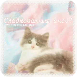 🐱