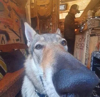 👃