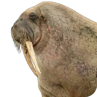 🐘