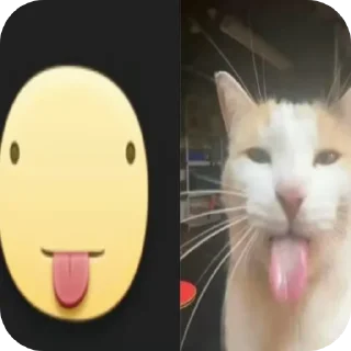 🐱