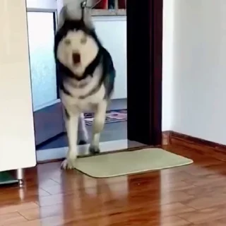 🐕