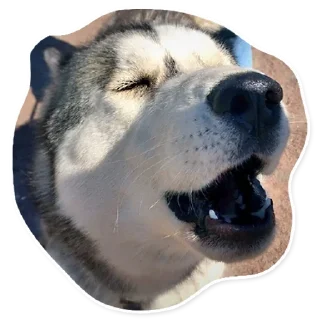 🗣