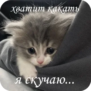 🐱