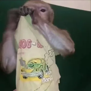 🌟