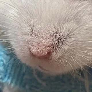 🤥