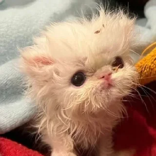 👁