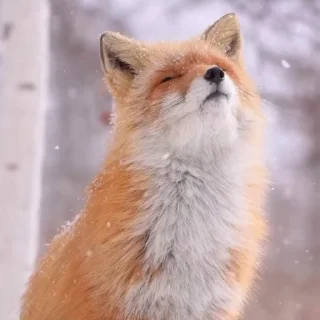 🤩