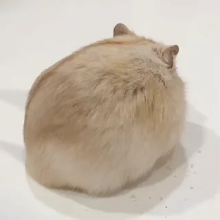  ꞌꞋ 𝗆𝖺𝖾 @ner9xe .