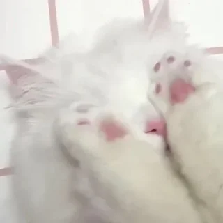 🌟