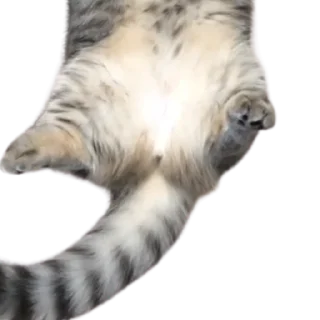 😺