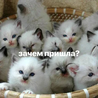 😾