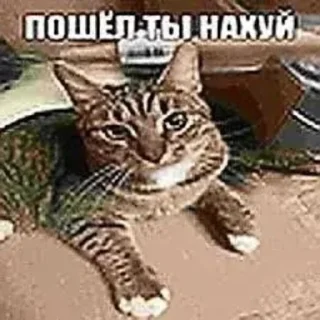 😼