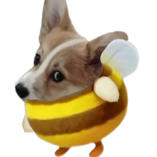 🐶