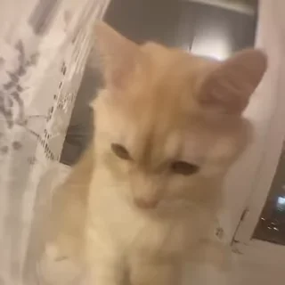 🐈