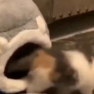 🐈