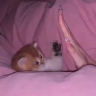 🐱