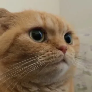 😡