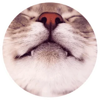 🐱
