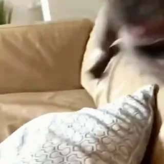 🐩