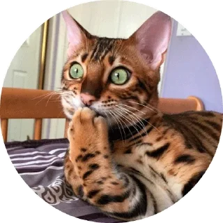 😺
