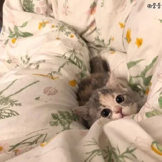 🥺
