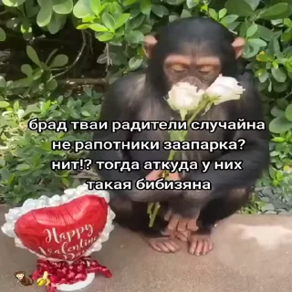 🐵