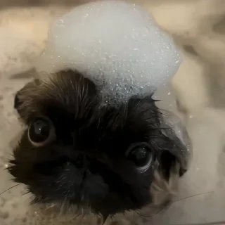 🐶