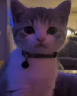 🥺