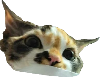 Kitten @stickersb2b