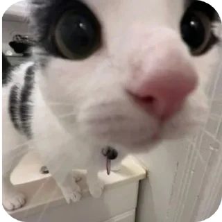🐱