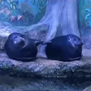 🌟