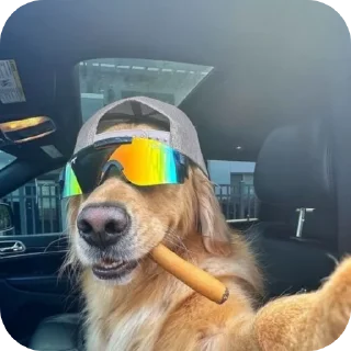 🐶