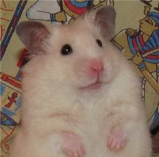 🐹