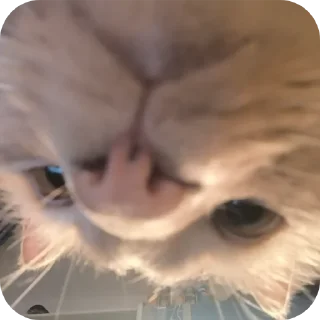 🐱