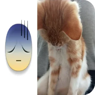 🐱