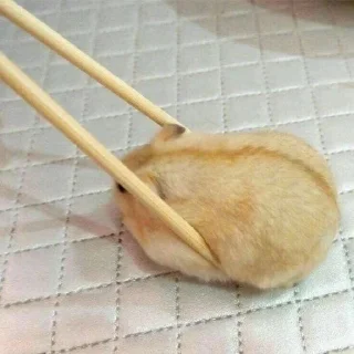 🍣