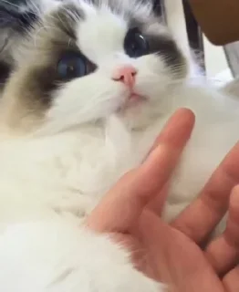 😋