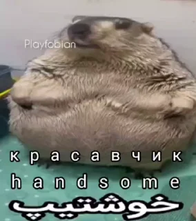 🦫