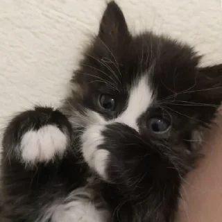 🐈